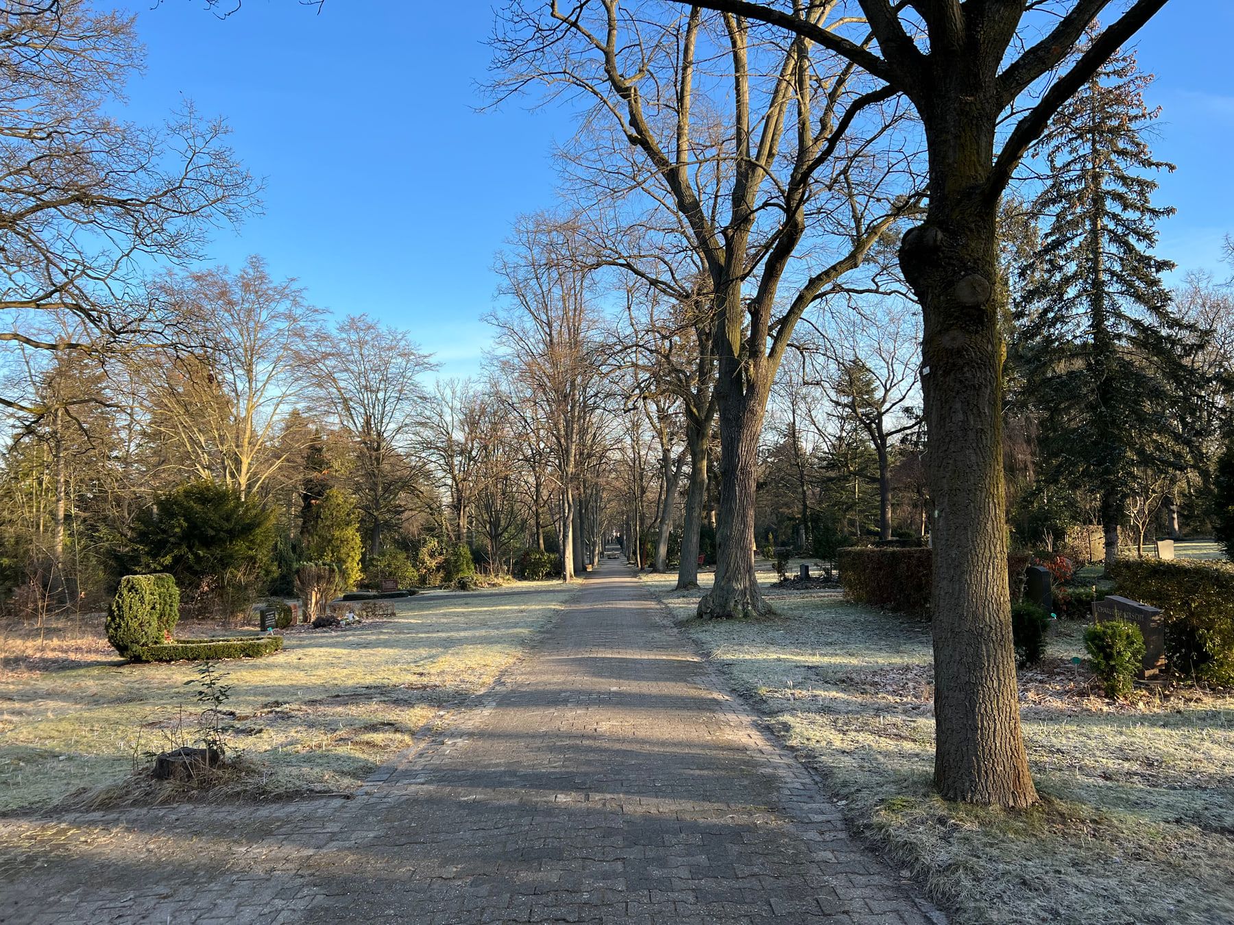 Broad tree-lined cemetery path across frost-covered ground at Steglitz Cemetery